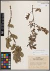 Foto von Salix caprea L. x Salix silesiaca Willd.